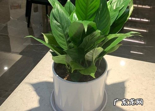 春季白掌有哪些施肥技巧