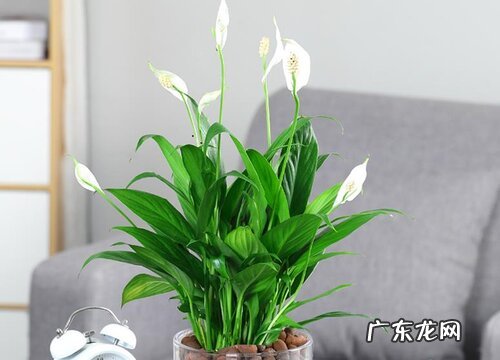 春季白掌有哪些施肥技巧