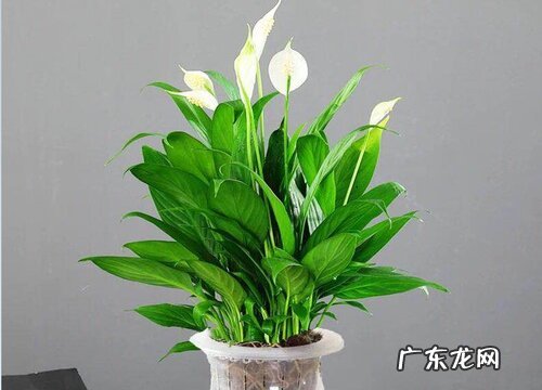 春季白掌有哪些施肥技巧