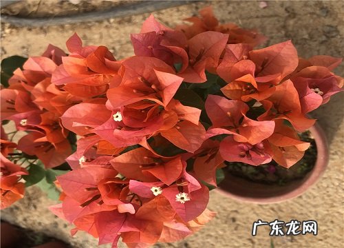 开春如何养护三角梅