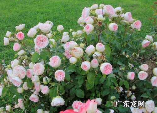 春季应该如何给月季抹芽