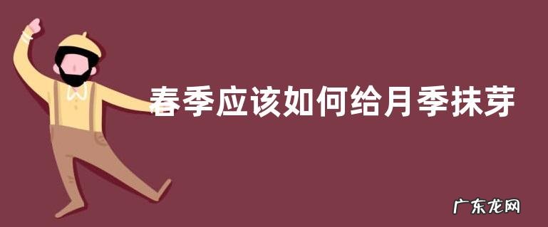 春季应该如何给月季抹芽