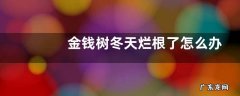 金钱树冬天烂根了怎么办
