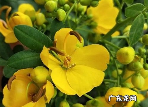 黄金梅花期多长时间