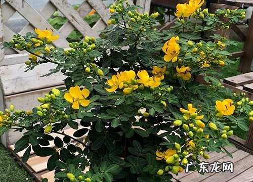 黄金梅花期多长时间