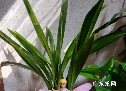 如何提高兰花抗性避免烂根