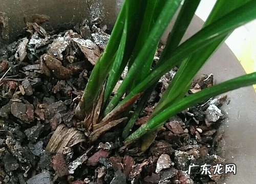 如何提高兰花抗性避免烂根