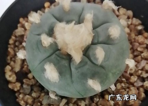 家里种仙人球好不好