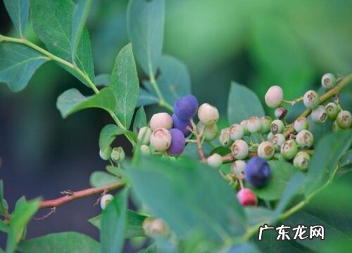 蓝莓浇水有哪些讲究