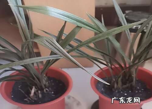 兰花新苗停止生长的原因