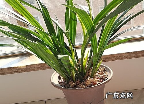 春季兰花如何促根简单方便又安全