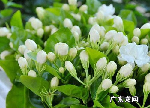 春季茉莉花新芽新枝的处理方法