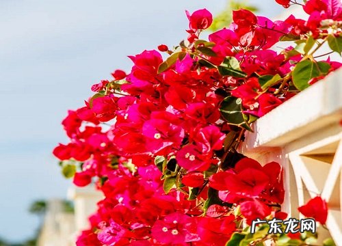 三角梅开完花后久久不长芽怎么办