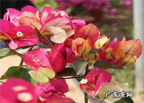 三角梅开完花后久久不长芽怎么办