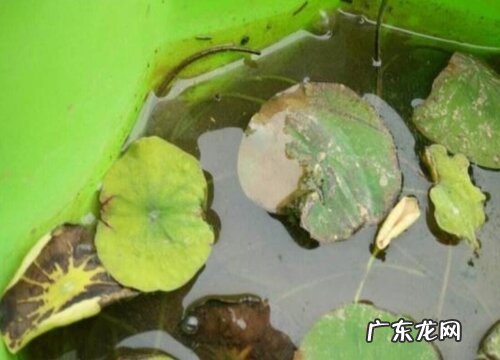 碗莲出现缺氮性黄叶应该如何追肥