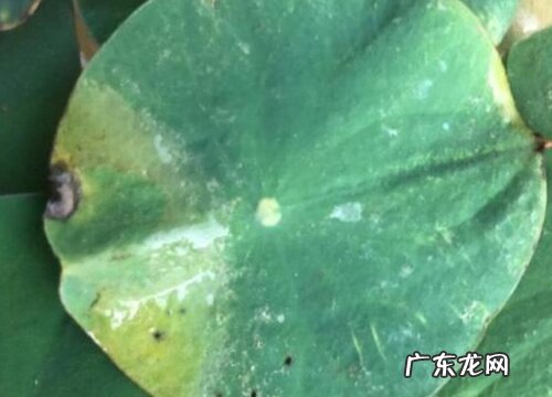 碗莲出现缺氮性黄叶应该如何追肥