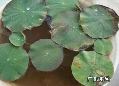 碗莲出现缺氮性黄叶应该如何追肥