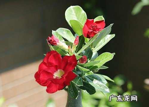 春季养护沙漠玫瑰的妙招