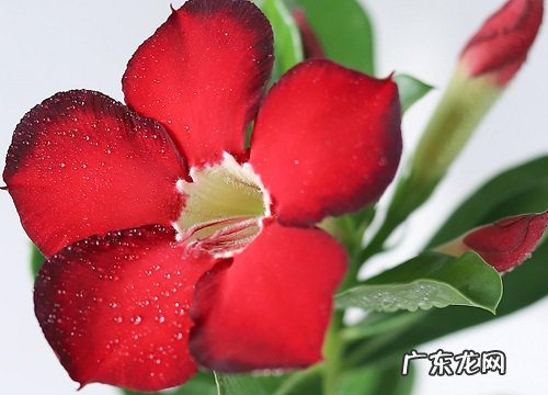 春季养护沙漠玫瑰的妙招