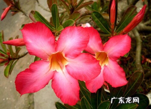 春季养护沙漠玫瑰的妙招