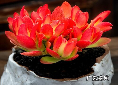 多肉怎么浇水不怕烂根