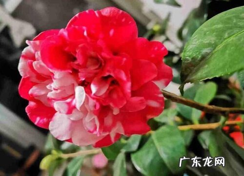 茶花叶片发黄是什么原因