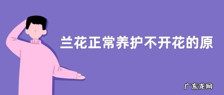 兰花正常养护不开花的原因