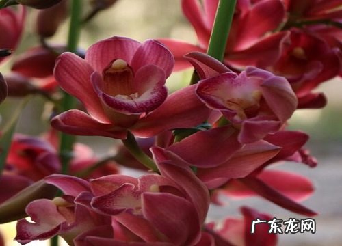 兰花正常养护不开花的原因