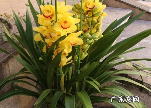 兰花正常养护不开花的原因