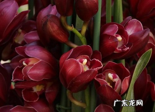 兰花正常养护不开花的原因