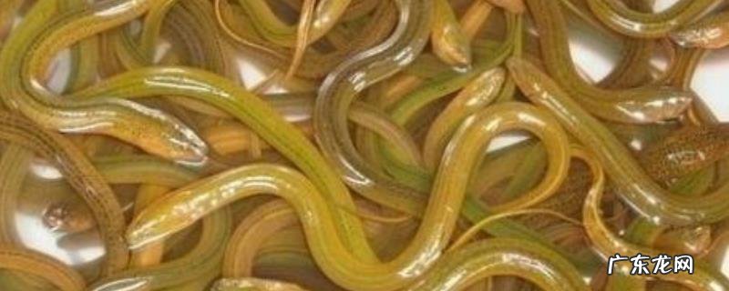 黄鳝体内有寄生虫吗?如何杀死黄鳝体内的寄生虫