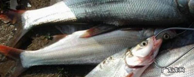 翘嘴红鲌是什么鱼？附其食物习性