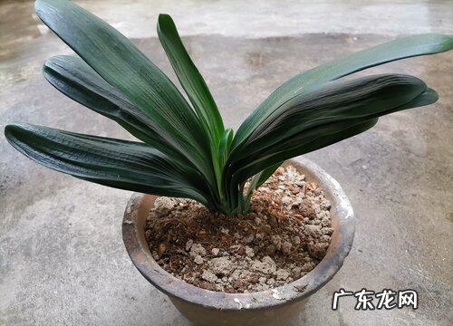 君子兰度夏正确的浇水方法