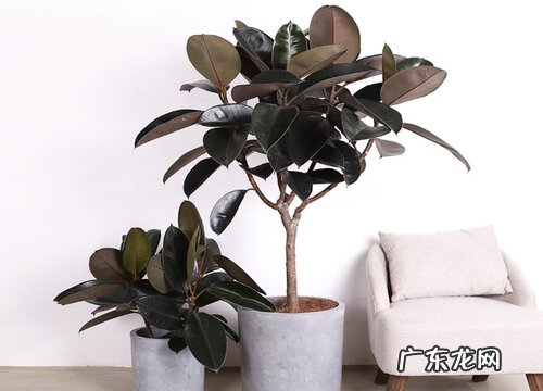 橡皮树怎么养殖长新芽