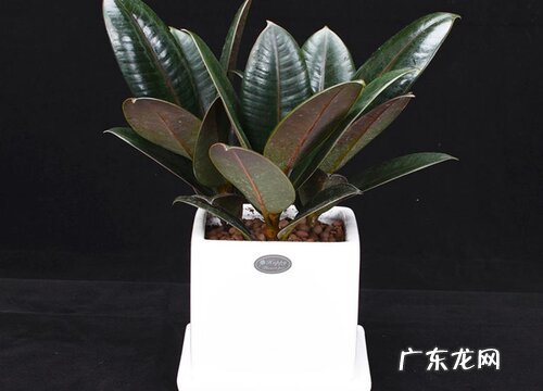 橡皮树怎么养殖长新芽