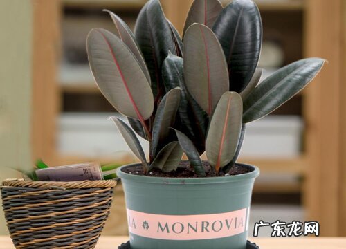 橡皮树怎么养殖长新芽