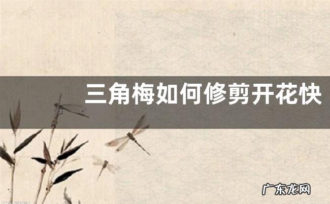 三角梅如何修剪开花快