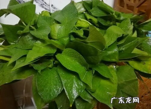 绿萝如何养护发芽多特别壮