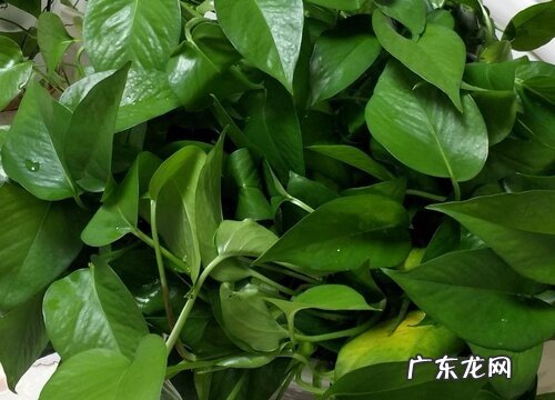 绿萝如何养护发芽多特别壮