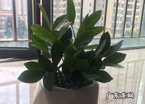 金钱树长出的新芽如何养护