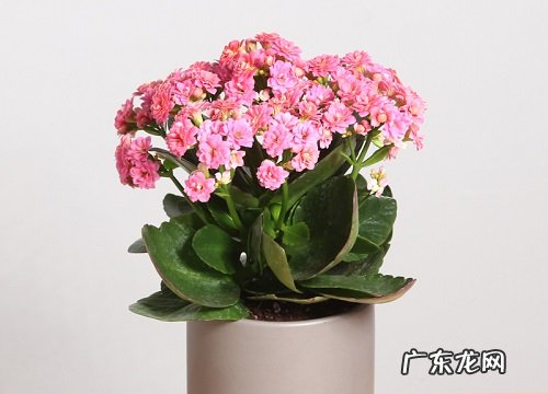 长寿花三伏天半死不活如何恢复活力