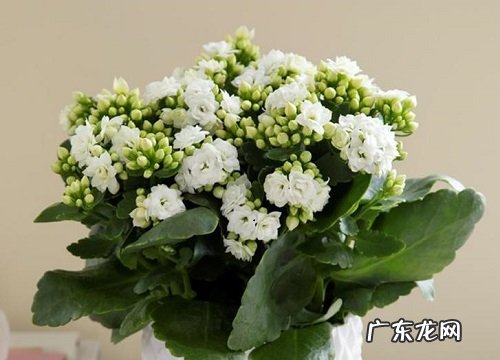 长寿花三伏天半死不活如何恢复活力