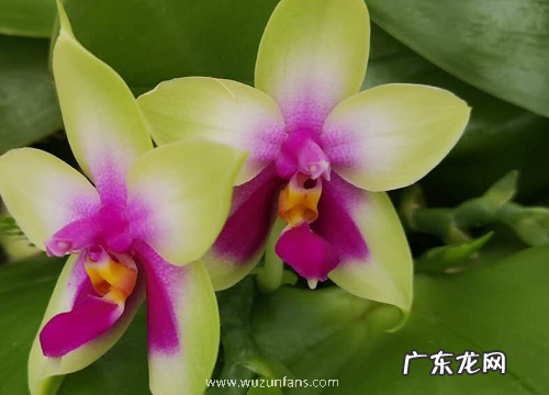 蝴蝶兰在夏季养护怕什么