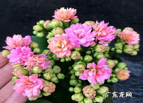 立秋以后如何养长寿花能保证花量更多