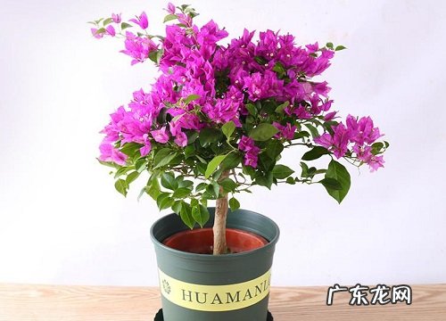 三角梅夏天如何进行修剪