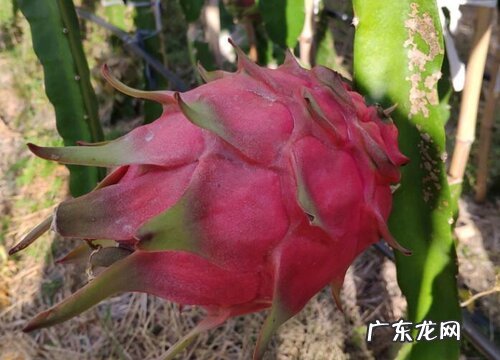 如何判断火龙果果实成熟