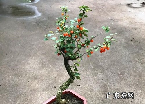 枸杞树冬天会冻死吗