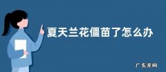 夏天兰花僵苗了怎么办