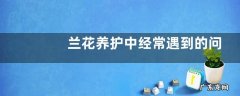 兰花养护中经常遇到的问题