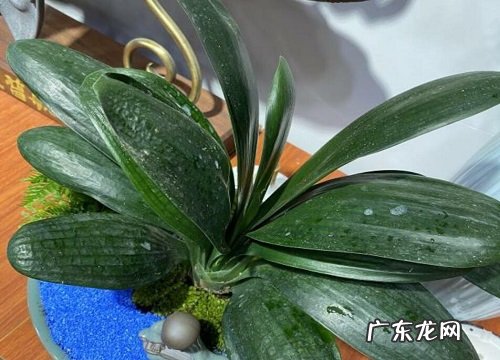 冬天如何给君子兰浇水生长旺盛